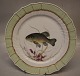 919-1710 Fish: Tench "Tinca Vulgaris" 25.5 cm Royal Copenhagen Fish Plate with 
Green Border
